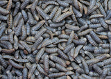 Live Black Soldier Fly Larvae (BSFL)